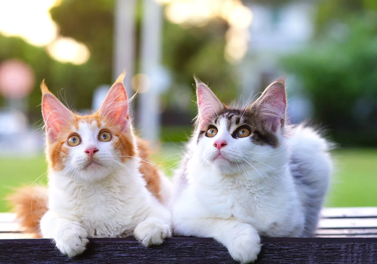 Les races de chats les plus populaires et leurs caractéristiques uniques