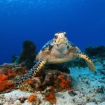 Où faire du snorkeling dans le yucatan et admirer la faune marine ?