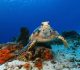 Où faire du snorkeling dans le yucatan et admirer la faune marine ?