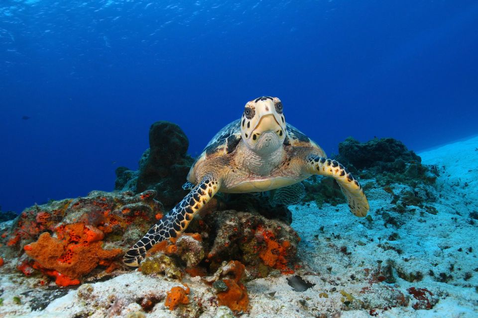 Où faire du snorkeling dans le yucatan et admirer la faune marine ?