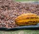 Le cacao, un fruit aux variétés multiples pour le plaisir des gourmets