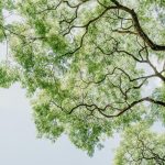 L'élagage urbain : défis et solutions