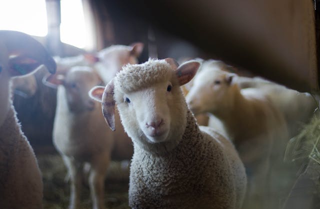 Animaux de la ferme : entre tradition et modernité