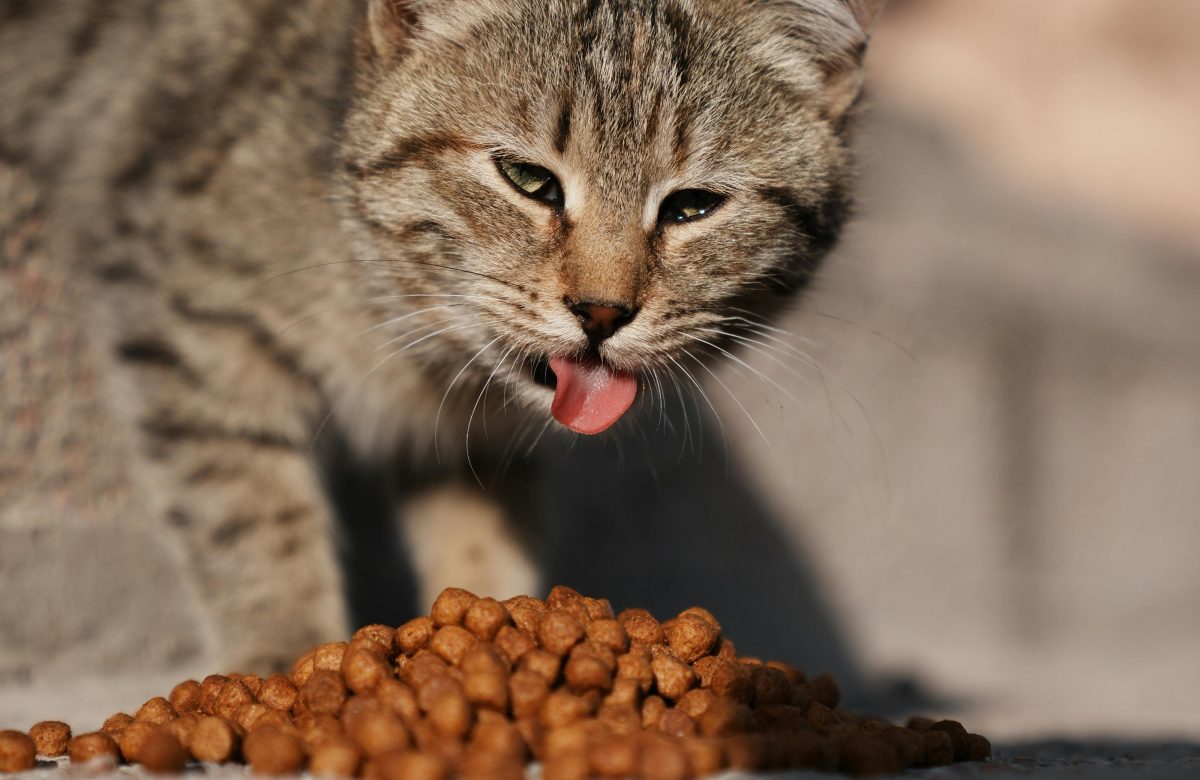 Peut-on trouver une croquette chat pas cher sans sacrifier la qualité nutritionnelle ?
