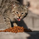 Peut-on trouver une croquette chat pas cher sans sacrifier la qualité nutritionnelle ?