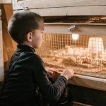 Pourquoi investir dans une couveuse Borotto pour son élevage ?